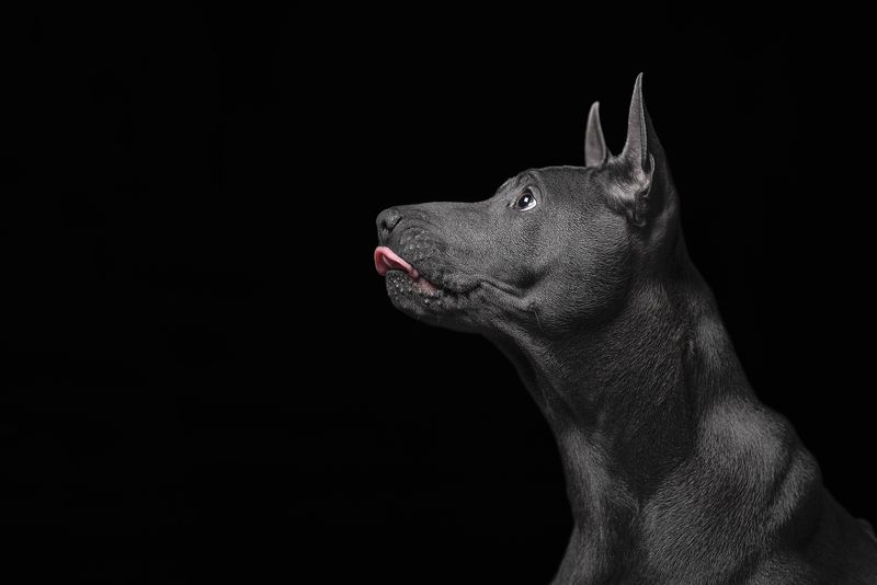 собака, животное, dog, тайский риджбек, щенок Грайphoto preview