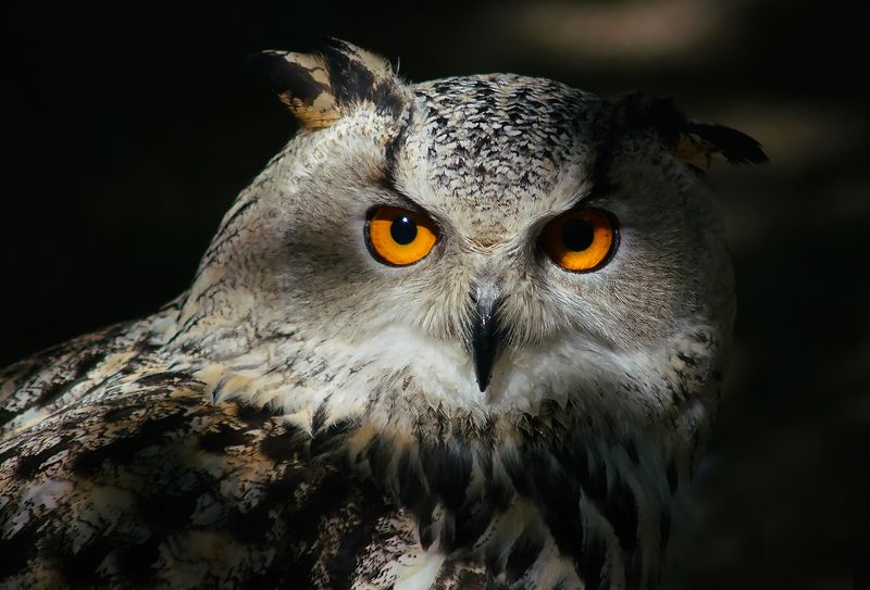 Соваphoto preview