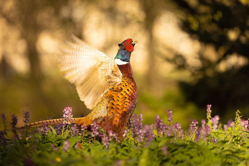 Pheasantphoto preview
