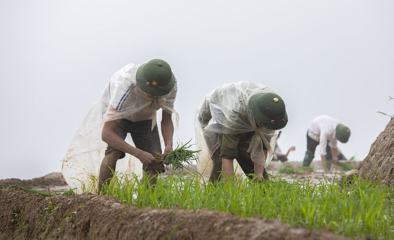 Planting rice, in the rainphoto preview