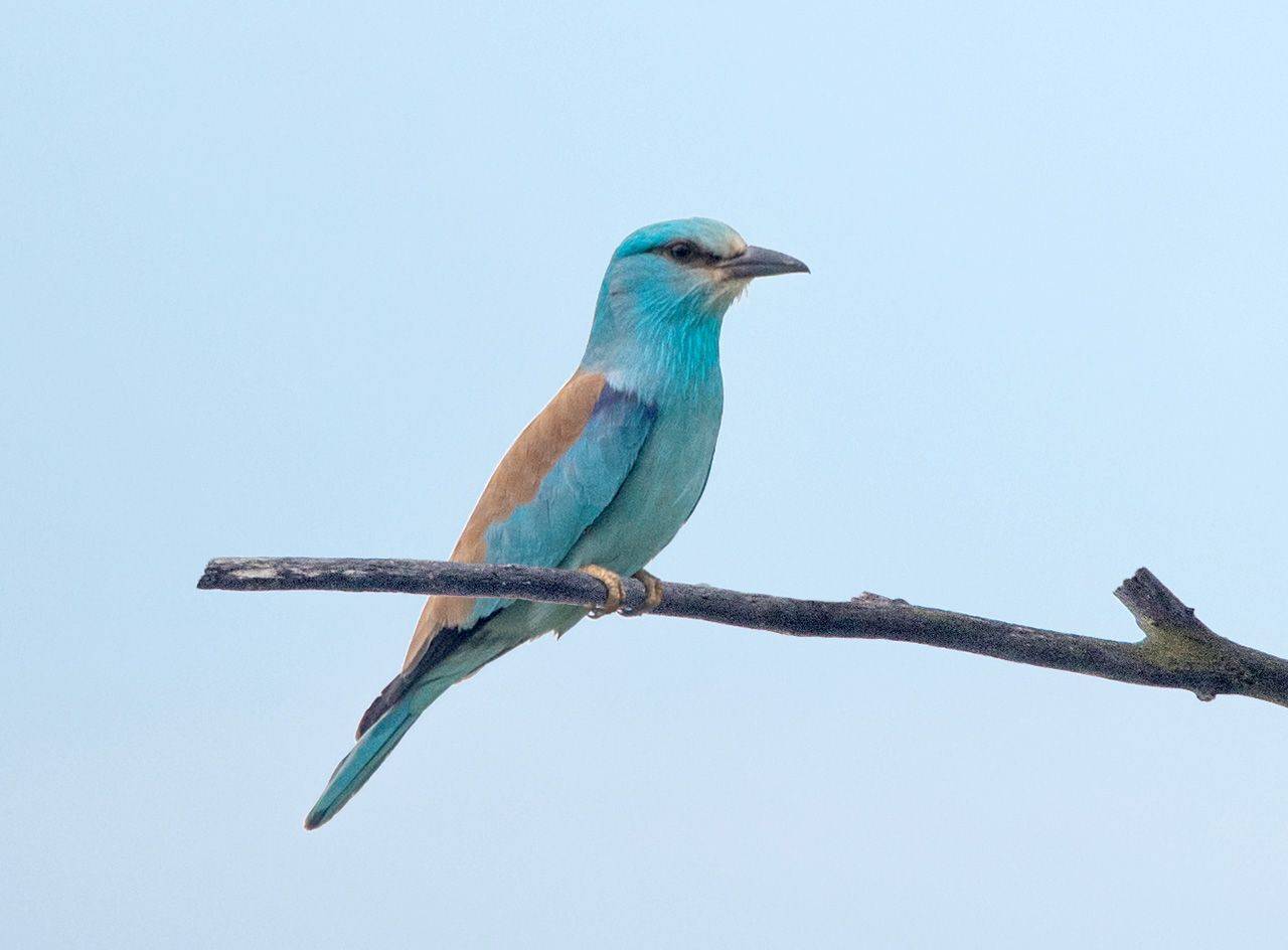 сизоворонка, Хасан Журтов