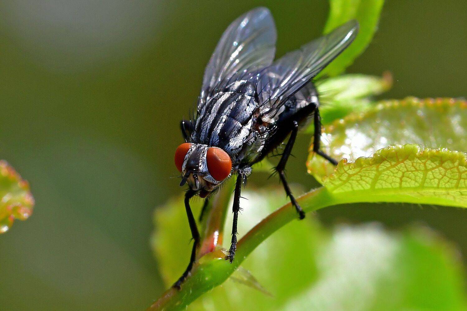 , Корнейчук Игорь