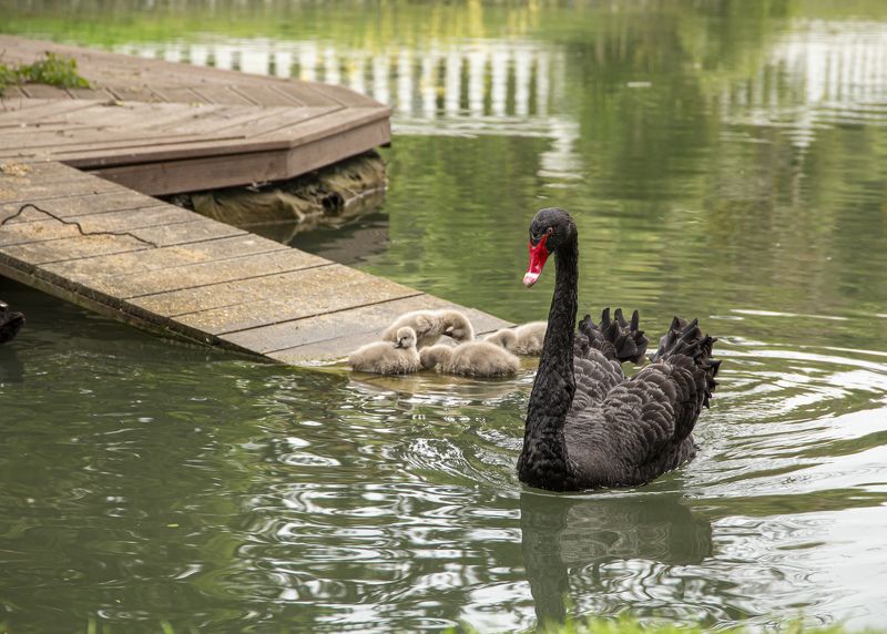 Весенний променадphoto preview