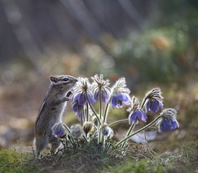 бурундук, сон-трава, якутия, нерюнгри, женялевина, бурундукиибелкилевиной Так вот она! Весна! фото превью