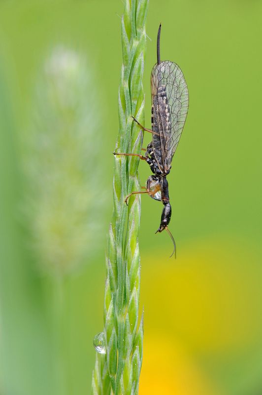 Утро. Верблюдка.photo preview