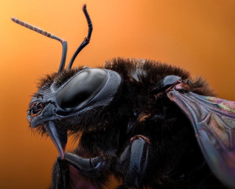 #nature #macrophoto #macrophotography #insects #macroworld #arthropod  The black bumblebeephoto preview