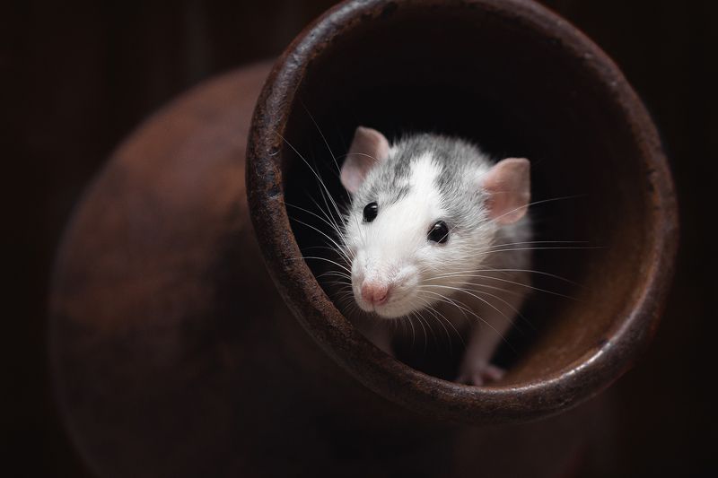 крыса, крыса дамбо, животные, грызуны Кто выпил всё молоко?photo preview