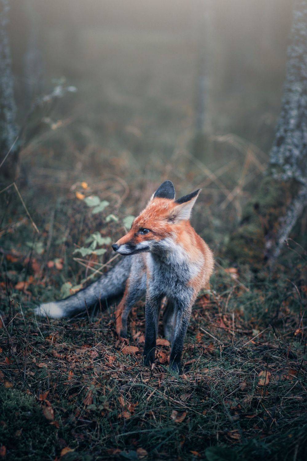 , Татьяна Максакова