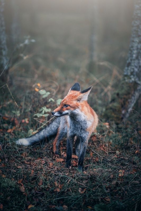 лисичка-сестричкаphoto preview