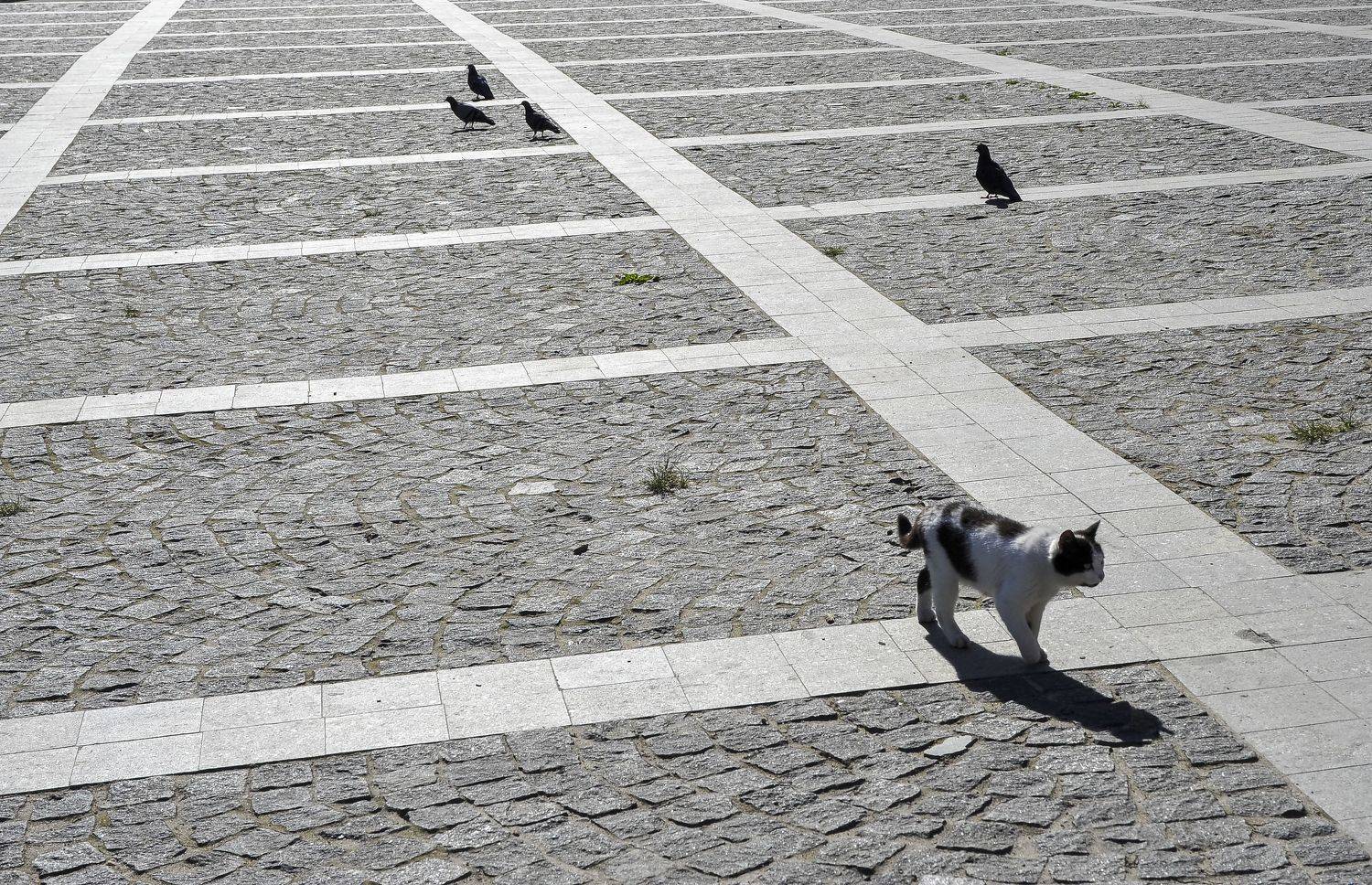 животные, Михаил Пшеннов