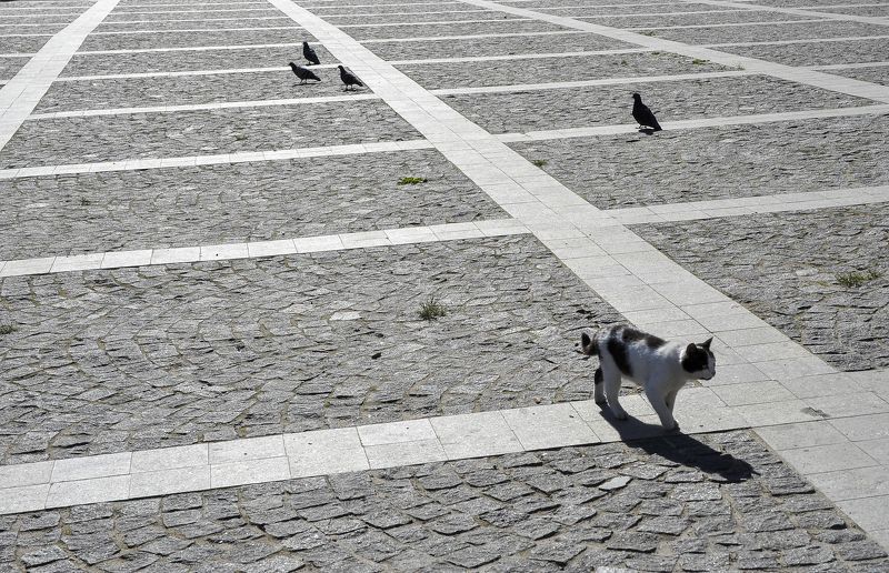 животные Концептуализацияphoto preview