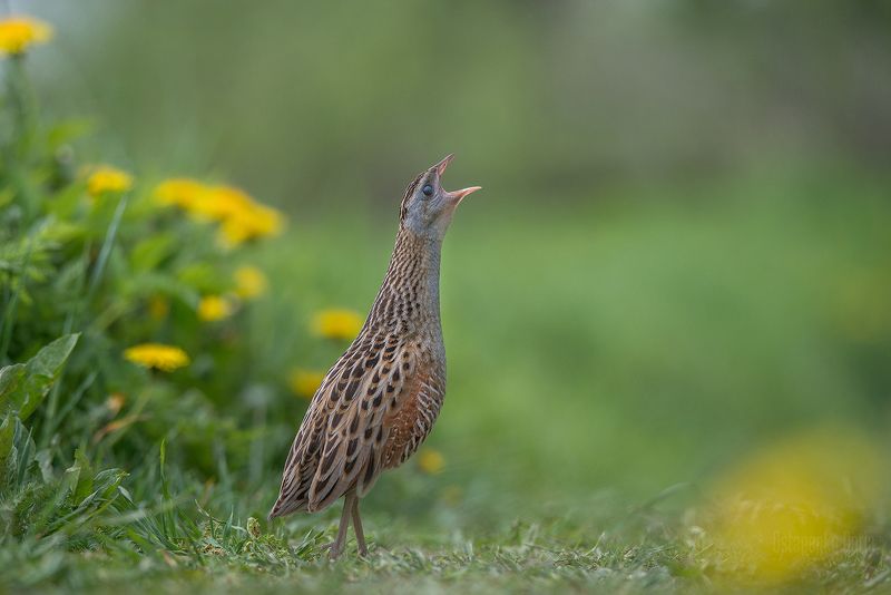 коростель, птицы, corncrake, bird Певец полейphoto preview