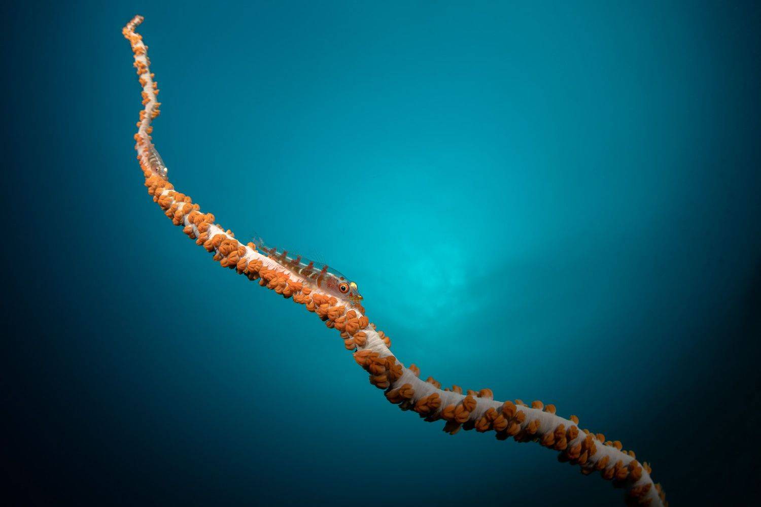 На веревочке.... Автор: Савин Андрей Подводная фотография, природа, макро, wire coral, goby fish, дайвинг, океан, рыбы, море, под водой, глубина, синева, вода, underwater, кораллы, риф, подводный, сноркелинг, фауна, underwater, wildlife, photography, ocean, sea, diving, Савин Андрей