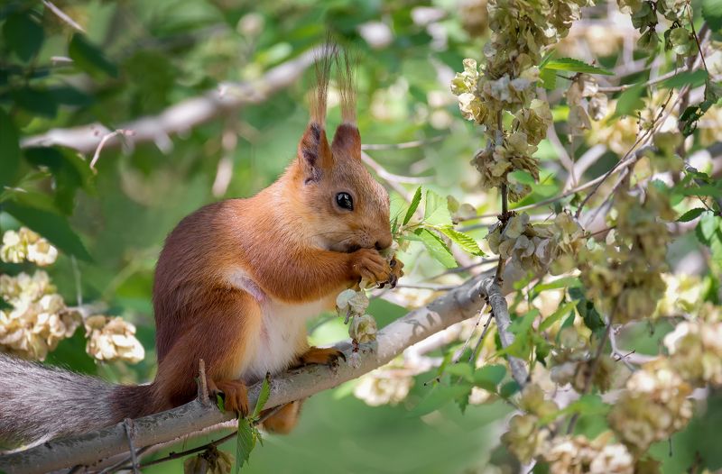 белка, лес, Очень вкусно!photo preview