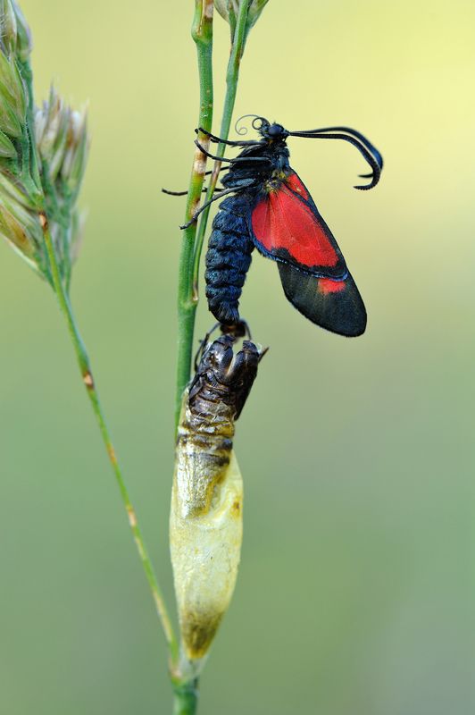Джин из кувшина.photo preview