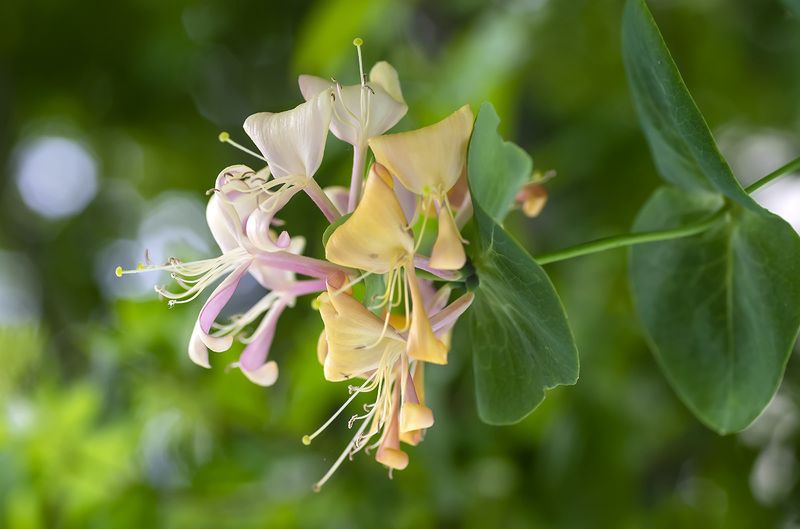 Жимолостьphoto preview