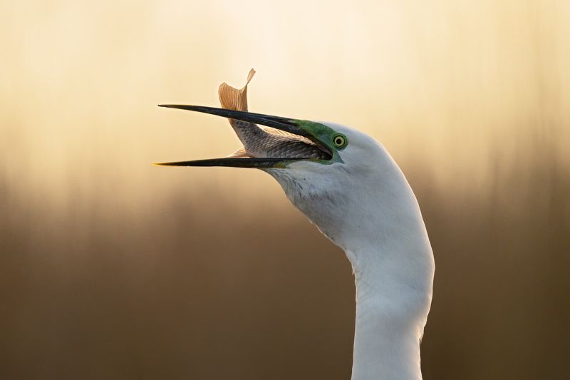 Ardea albaphoto preview