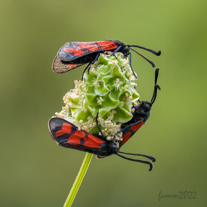 ТРОЕphoto preview