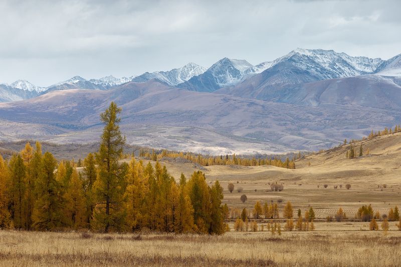 Алтай Курайская степьphoto preview