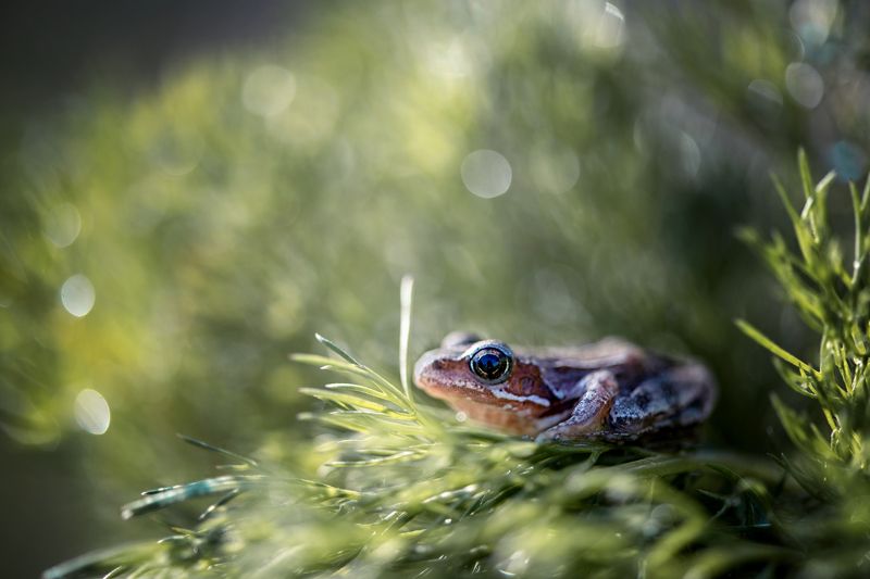 Царевна фото превью