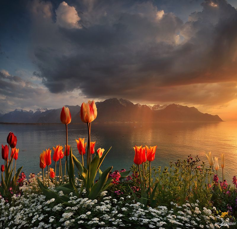 swiss,montreux,швейцария,весна Весна...photo preview