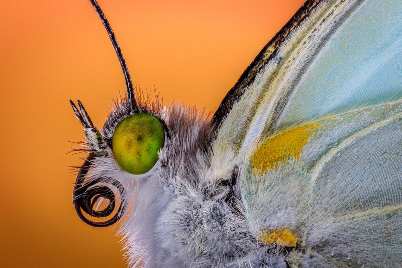 #macro #macrophotography #nature #butterfly Leptophobia aripaphoto preview