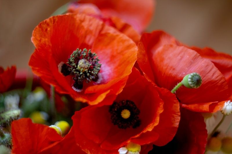 макро маки цветы натюрморт Про маки.photo preview