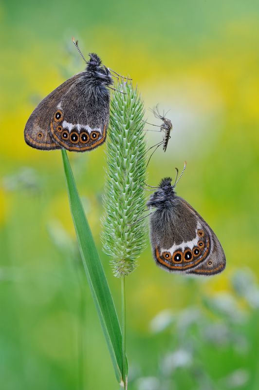 Бабочки. Байки бывалого комара.photo preview