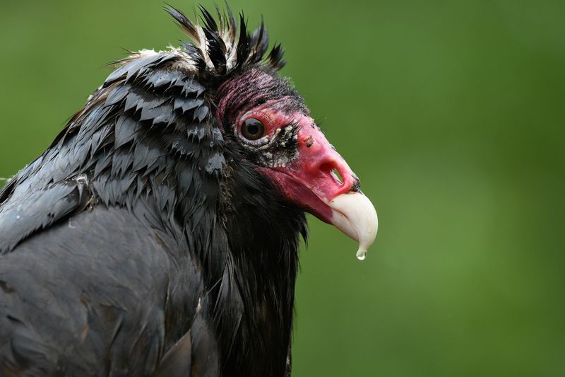 bird Wetphoto preview