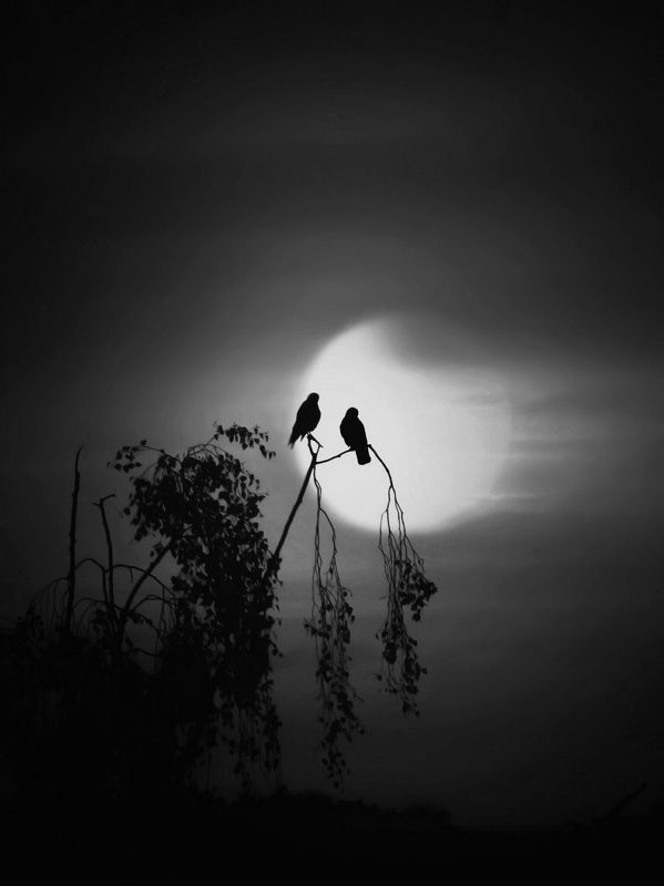 Парочкаphoto preview