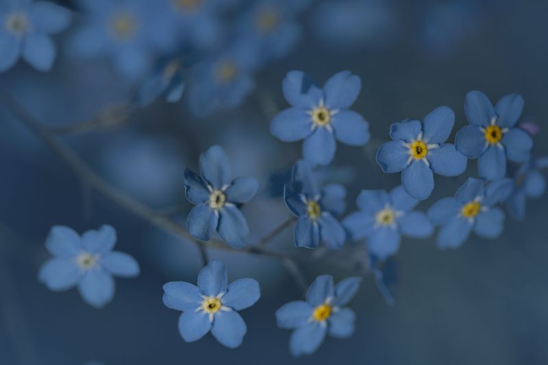 Незабудкиphoto preview