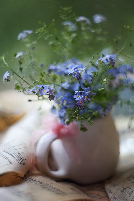 незабудки, мелодии весны, старый обьектив, гелиос 44,ноты, молочник,беларусь,краски весны,ирина горюкина,макро Мелодия весны. фото превью
