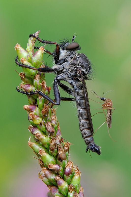 Хищник. Супернаглость.photo preview