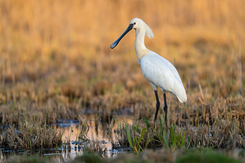 Platalea leucorodiaphoto preview