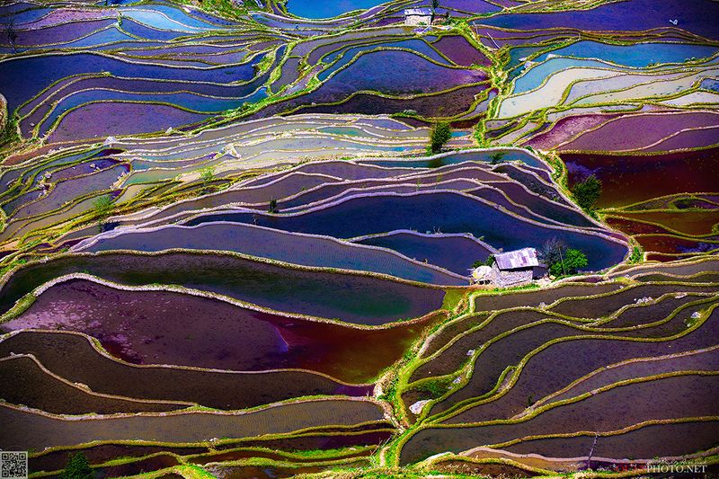 quanphoto, landscape, rice, terraces, farmland, agriculture, rural, china Colored Rice Terracesphoto preview
