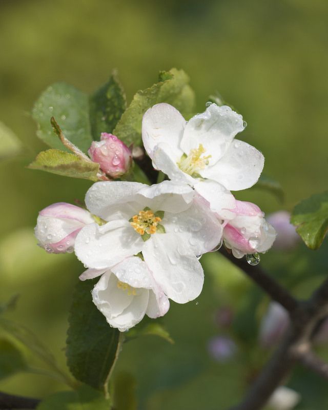 цветы, природа Утренняя свежестьphoto preview