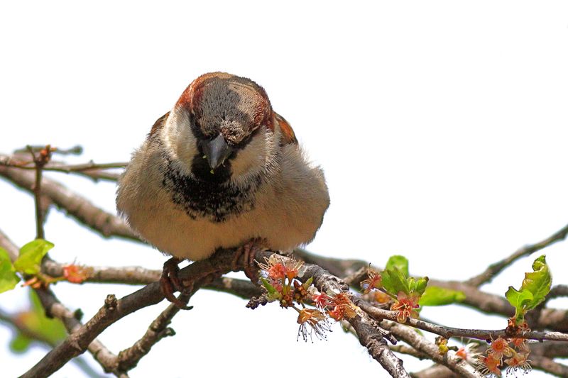 The Angry bird (Passer domesticus)photo preview
