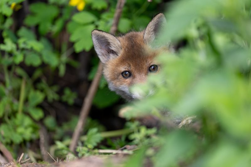 Lapsensphoto preview