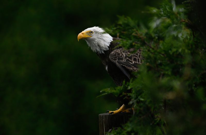 #bird, #eagle Who\'s therephoto preview