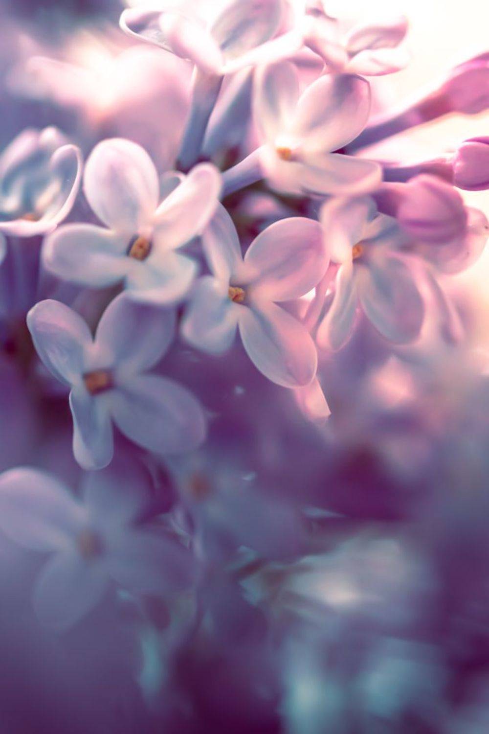 Сирень. Автор: Парфентьев Антон макро, цветы, весна, сирень, Парфентьев Антон