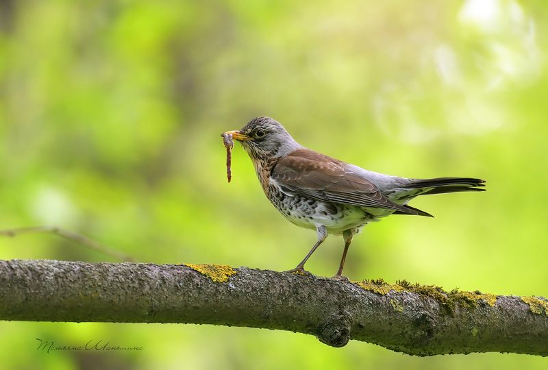 дикая природа тульской области, птицы, дрозд Кому червячка?photo preview