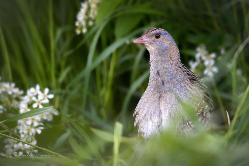 Коростельphoto preview