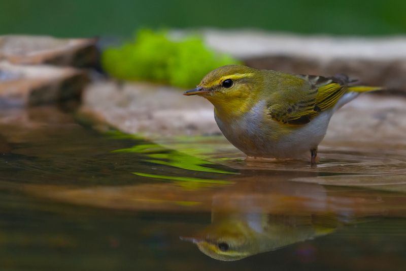 Пеночка-Трещотка (Phylloscopus sibilatrix)photo preview