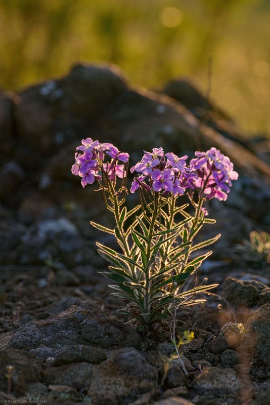 весна, цветы, природа, вечер ***photo preview