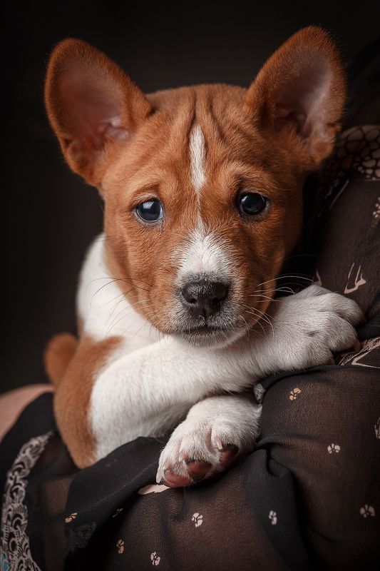 басенджи, щенок, собака, собаки, щенки, pet, pets, basenji Важныйphoto preview