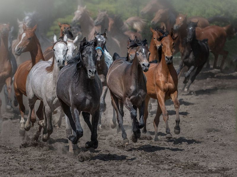 #konieczystejkrwiarabskiej #stadnina #zootechnicalphotos #michałów #polishnanationalarabianhorseshow #jarosławsokołowski #prideofpolandsummerarabianhorsesale  #polskiearaby #koniearabskie #araby #wyścigikonne #janówpodlaski #hodowlakoni #arabianhorses #eq W rytmiephoto preview