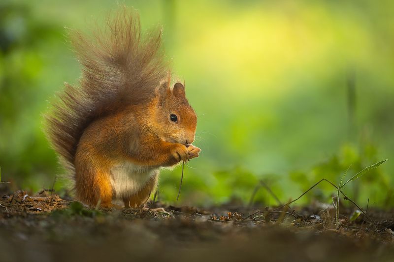 Squirrelphoto preview