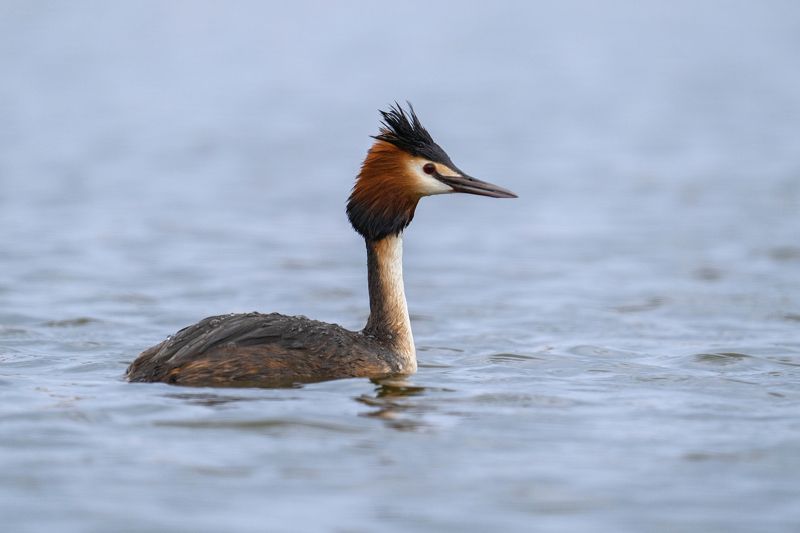 Podiceps cristatusphoto preview