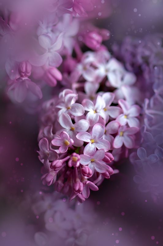 сирень, природа, макро, цветы Сезон сирениphoto preview