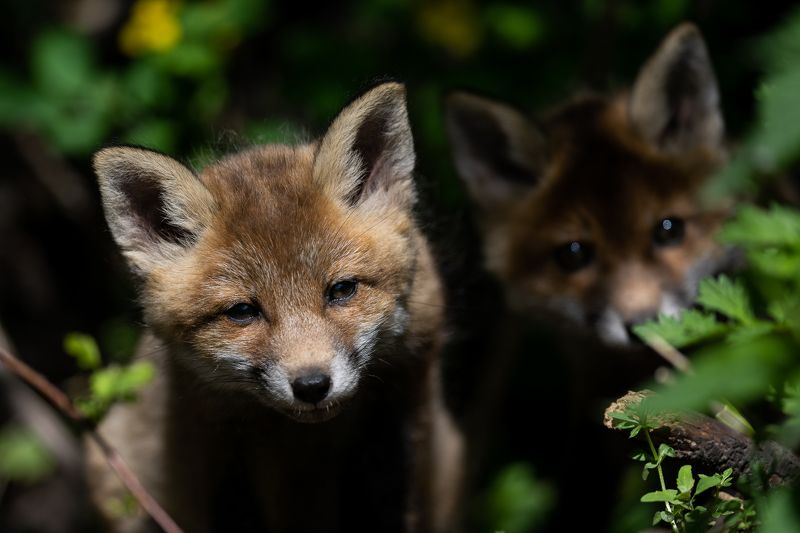 Lapseniphoto preview